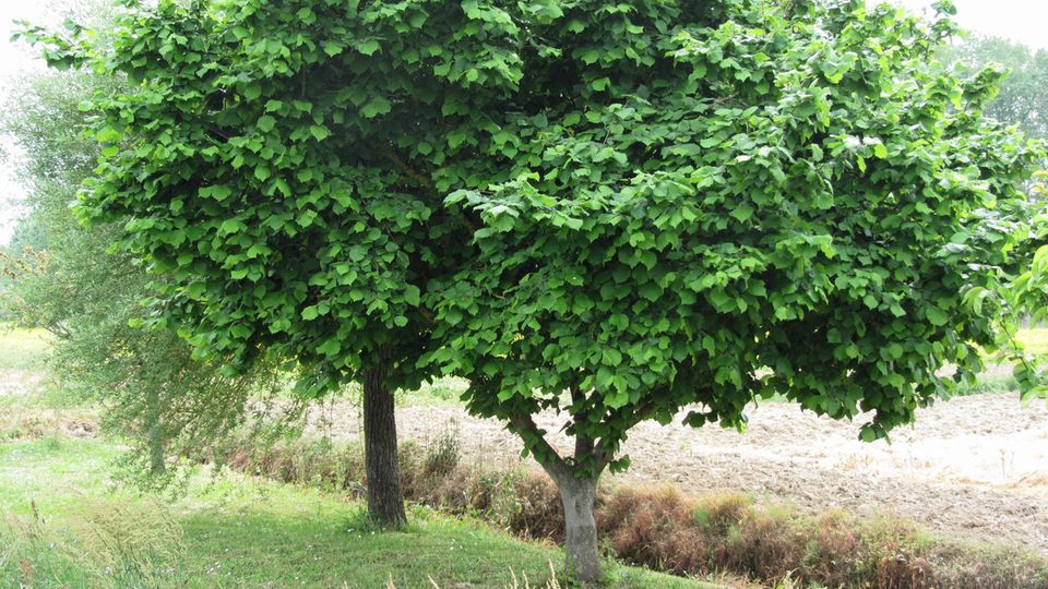Je nach Sorte kann die Hasel als Großstrauch oder Baum wachsen