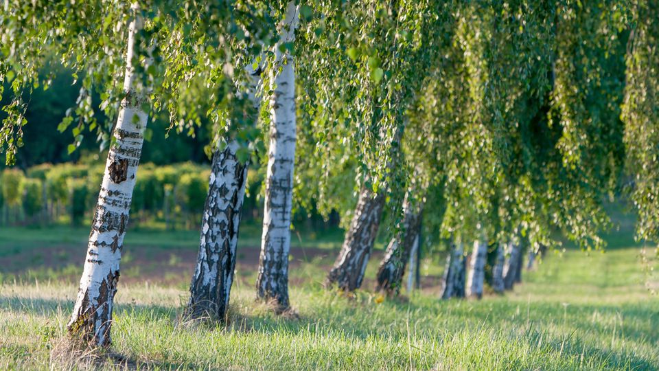 Typisch für die Weißbirke, auch Hängebirke, sind die helle Rinde und das herabhängende Laub