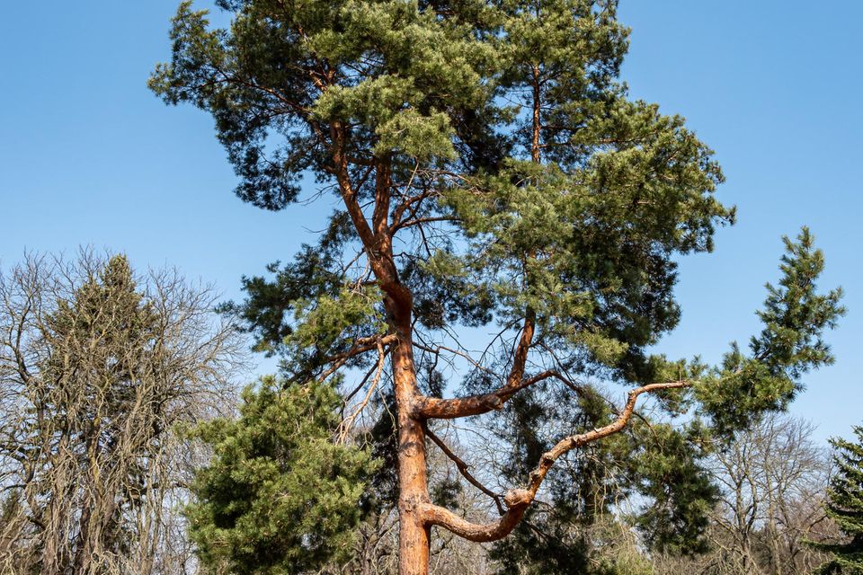 Schnellwachsende Bäume für den Garten [GEO]