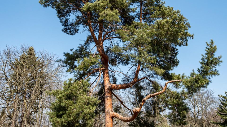 Die Waldkiefer (Pinus sylvestris) ist robust und kommt mit widrigen Bedingungen zurecht