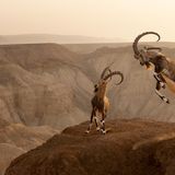 Zwei nubische Steinböcke kämpfen während der Brunftzeit am Rande einer Klippe vor der wunderschönen Kulisse der Berge der Zin-Wüste. Die Tiere konkurrieren in dieser Zeit um Weibchen, das Fell an Brust und Beinen wird dunkler und die Halsmuskulatur dicker. Der Kampf folgt einer bestimmten Choreografie, zunächst präsentieren die Tiere ihre Hörner, dann beginnen sie die Köpfe zusammenzustoßen. Das Geräusch der aufeinanderprallenden Hörner schallt dabei durch die Wildnis und ist Weithin hörbar. Für die atemberaubende Aufnahme kletterte Fotograf Amit Eshel vorsichtig über steiles Terrain, um sich für das Bild höher als die Tiere zu positionieren. Dabei musste er gut Acht geben, die Böcke weder zu erschrecken noch zu stören. Nur so gelang die eindrucksvolle Bildkomposition.