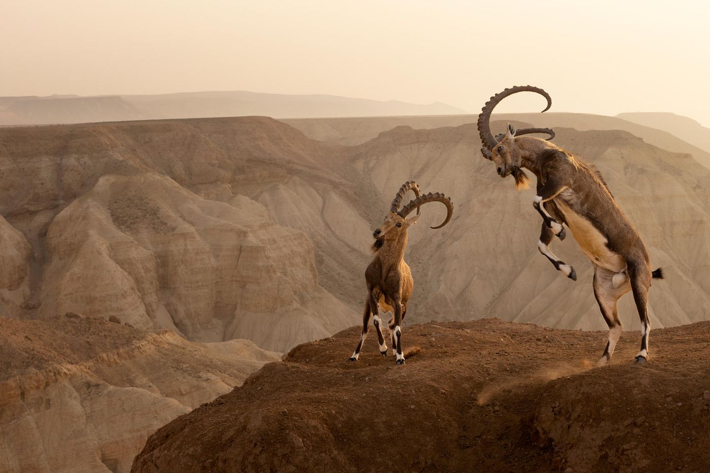 Zwei nubische Steinböcke kämpfen während der Brunftzeit am Rande einer Klippe vor der wunderschönen Kulisse der Berge der Zin-Wüste. Die Tiere konkurrieren in dieser Zeit um Weibchen, das Fell an Brust und Beinen wird dunkler und die Halsmuskulatur dicker. Der Kampf folgt einer bestimmten Choreografie, zunächst präsentieren die Tiere ihre Hörner, dann beginnen sie die Köpfe zusammenzustoßen. Das Geräusch der aufeinanderprallenden Hörner schallt dabei durch die Wildnis und ist Weithin hörbar. Für die atemberaubende Aufnahme kletterte Fotograf Amit Eshel vorsichtig über steiles Terrain, um sich für das Bild höher als die Tiere zu positionieren. Dabei musste er gut Acht geben, die Böcke weder zu erschrecken noch zu stören. Nur so gelang die eindrucksvolle Bildkomposition.