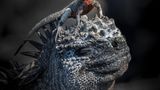 Ein seliges Lächeln sieht Fotograf John Seager auf den Gesichtern des Leguans und der Galápagos-Lava-Eidechse – sie scheinen den kleinen Moment der Zweisamkeit zu genießen, in dem die Eidechse auf dem Kopf des größeren Gefährten thront. Das Foto entstand während eines Urlaubs auf den Galápagos-Inseln, auf denen beide Tierarten heimisch sind.