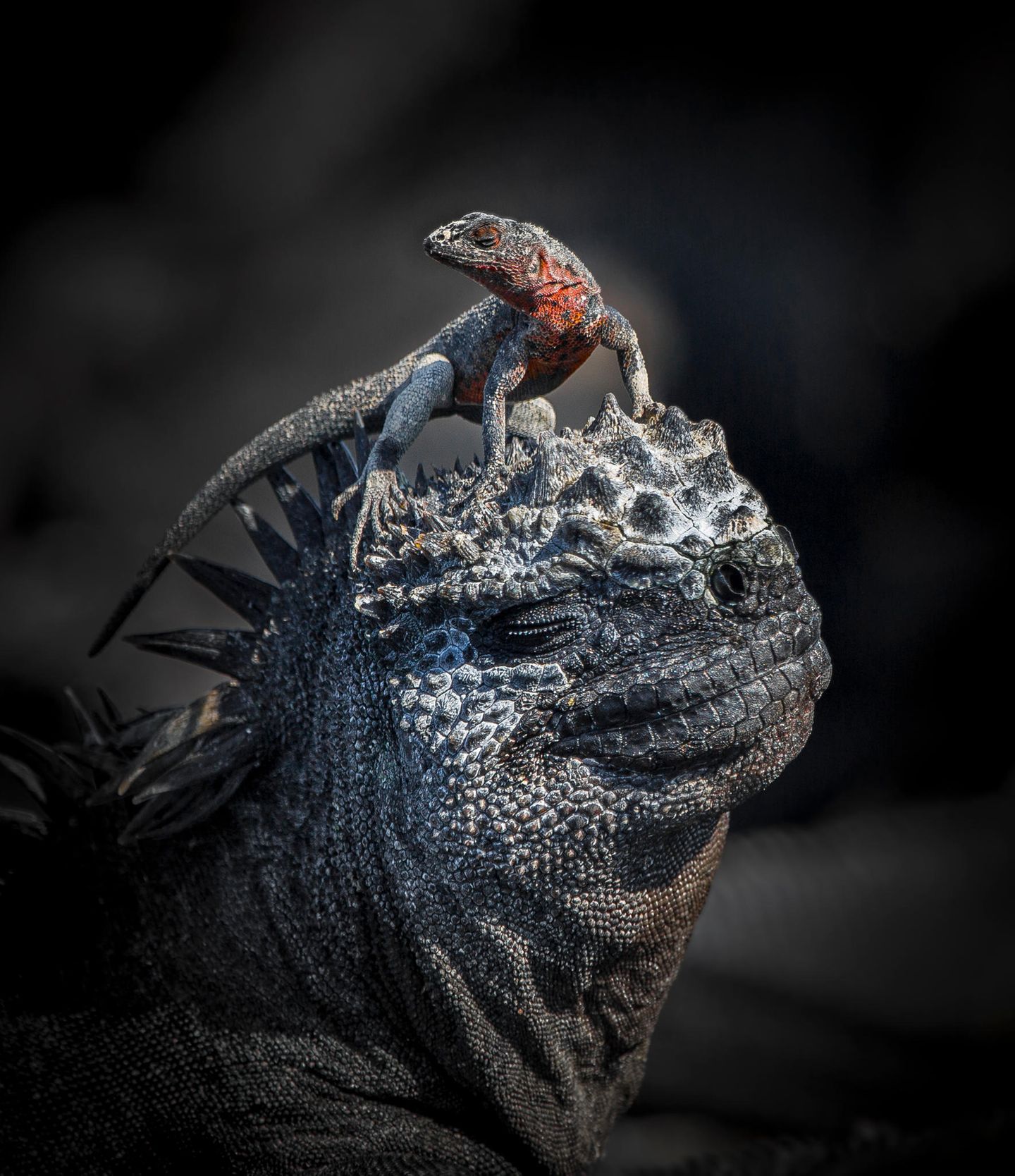Ein seliges Lächeln sieht Fotograf John Seager auf den Gesichtern des Leguans und der Galápagos-Lava-Eidechse – sie scheinen den kleinen Moment der Zweisamkeit zu genießen, in dem die Eidechse auf dem Kopf des größeren Gefährten thront. Das Foto entstand während eines Urlaubs auf den Galápagos-Inseln, auf denen beide Tierarten heimisch sind.
