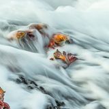 Gegen den Strom: Am späten Nachmittag entstand das Foto der farbenfrohen roten Klippenkrabben auf der Galápagos-Insel Santiago, die sich am mit Lavasteinen verkrusteten Strand gegen den Sog der heranrollenden Welle stemmen.