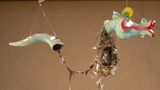 Ein zerbrochenes Drachenmobile auf der Veranda eines Wohnhauses wird zum Vogelnest, das im Wind in alle Richtungen schwingt. Fotograf Roy Wiesner beobachtete stundenlang, wie Vogelmännchen und -weibchen sich abwechselten, um Zweige, Feder, Haare und sogar Teile von Kleidungsstücken zu sammeln und daraus ihr Nest zu bauen. Tagelang sei das Vogelpärchen beschäftigt gewesen, um das perfekte Nest zu bauen.