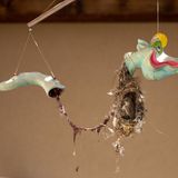 Ein zerbrochenes Drachenmobile auf der Veranda eines Wohnhauses wird zum Vogelnest, das im Wind in alle Richtungen schwingt. Fotograf Roy Wiesner beobachtete stundenlang, wie Vogelmännchen und -weibchen sich abwechselten, um Zweige, Feder, Haare und sogar Teile von Kleidungsstücken zu sammeln und daraus ihr Nest zu bauen. Tagelang sei das Vogelpärchen beschäftigt gewesen, um das perfekte Nest zu bauen.