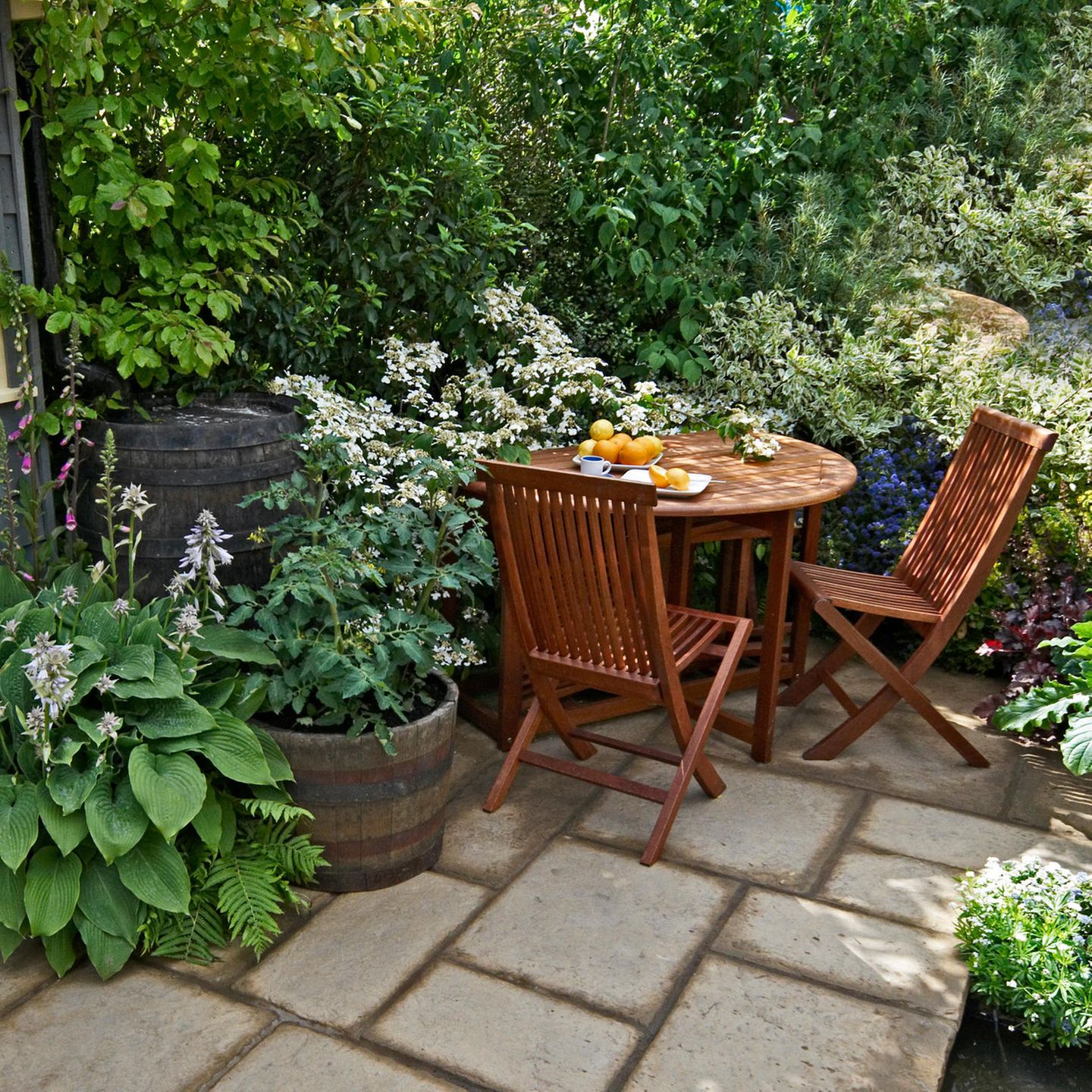 Schnellwachsende Sichtschutzpflanzen fr den Garten - [GEO]
