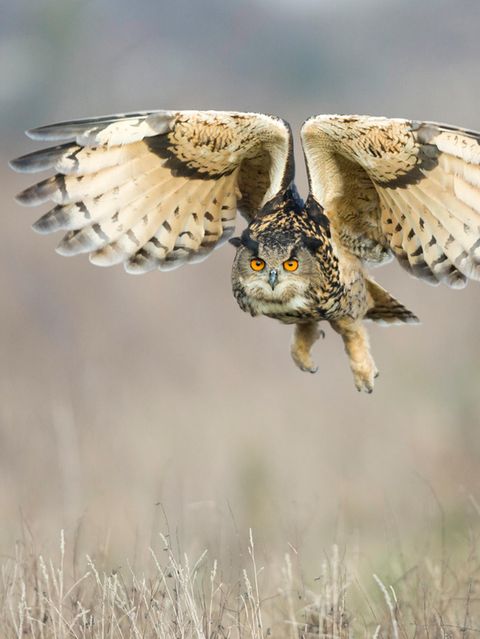 Mit einer Flügelspannweite von 1,80 Metern ist der Uhu die mächtigste Eule Europas. Auf seinem Speisezettel stehen auch andere Greifvögel, darunter etwa Mäusebussarde und Milane