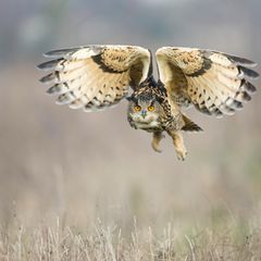 Mit einer Flügelspannweite von 1,80 Metern ist der Uhu die mächtigste Eule Europas. Auf seinem Speisezettel stehen auch andere Greifvögel, darunter etwa Mäusebussarde und Milane