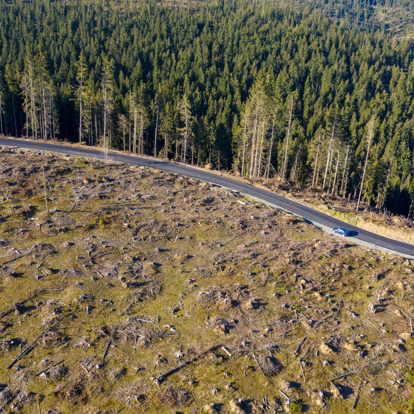 Umwelt: Greenpeace wirft Ikea Zerstrung von Wldern in Rumnien vor - [GEO]