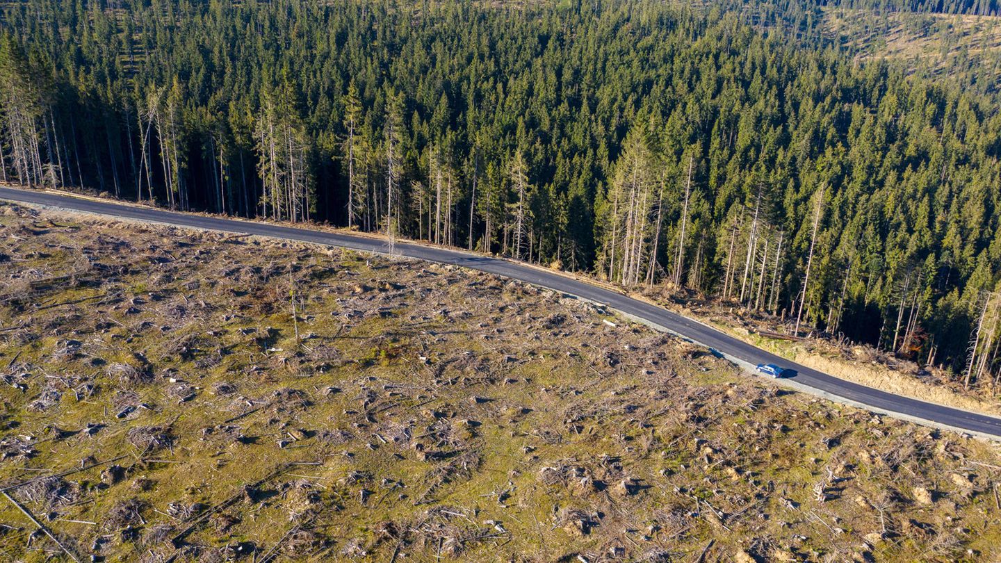 Die Umweltschutzorganisation Greenpeace wirft Ikea vor, an der Abholzung von Wäldern in Rumänien beteiligt zu sein