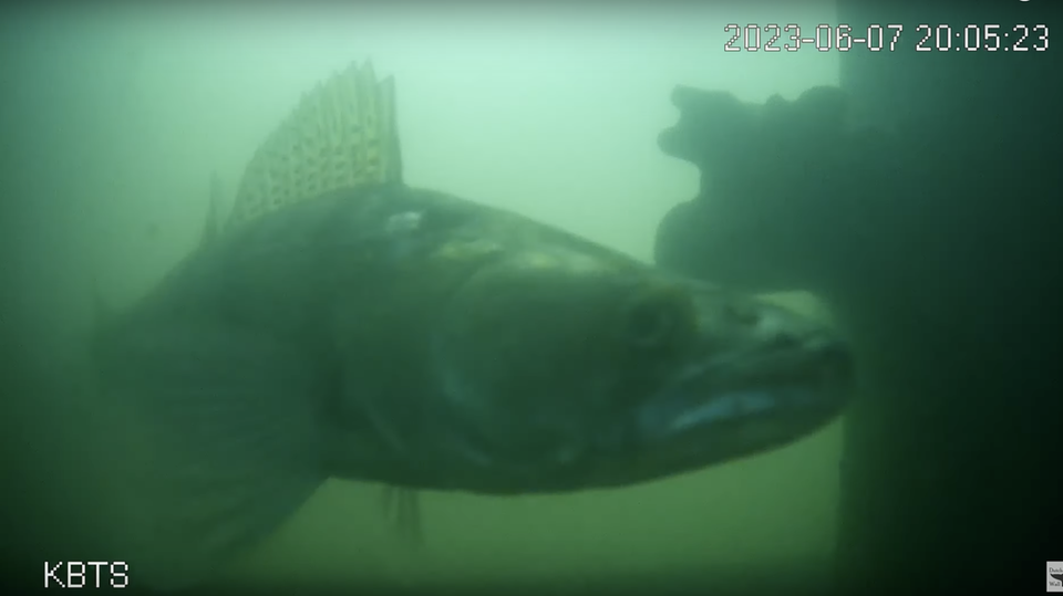 Einzigartiges Projekt: Ein Zander "klingelt" nach dem Schleusenwärter Ein Zander "klingelt" nach dem Schleusenwärter