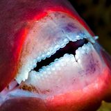 Die Zähne eines Papageifischs