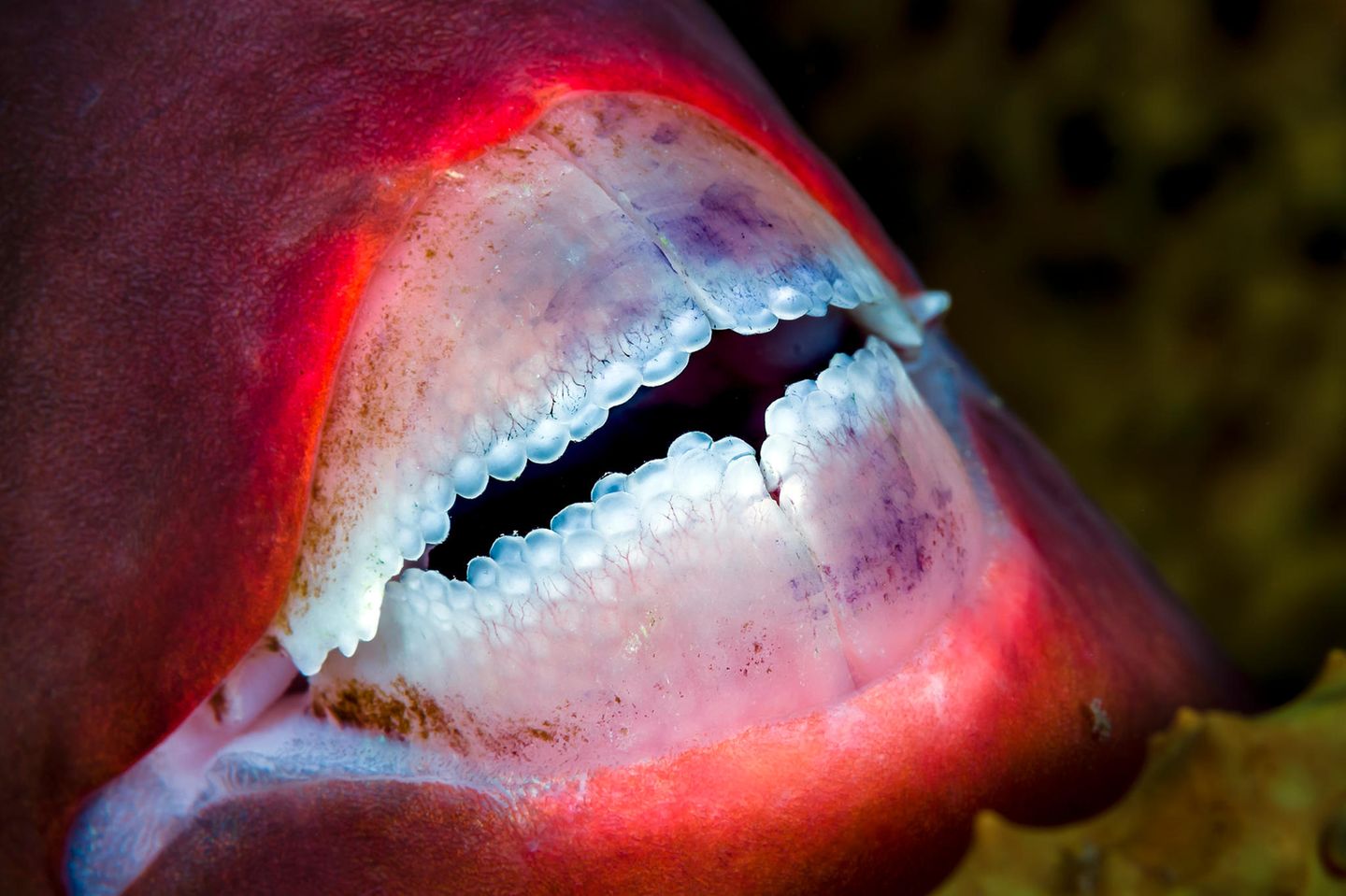 Die Zähne eines Papageifischs