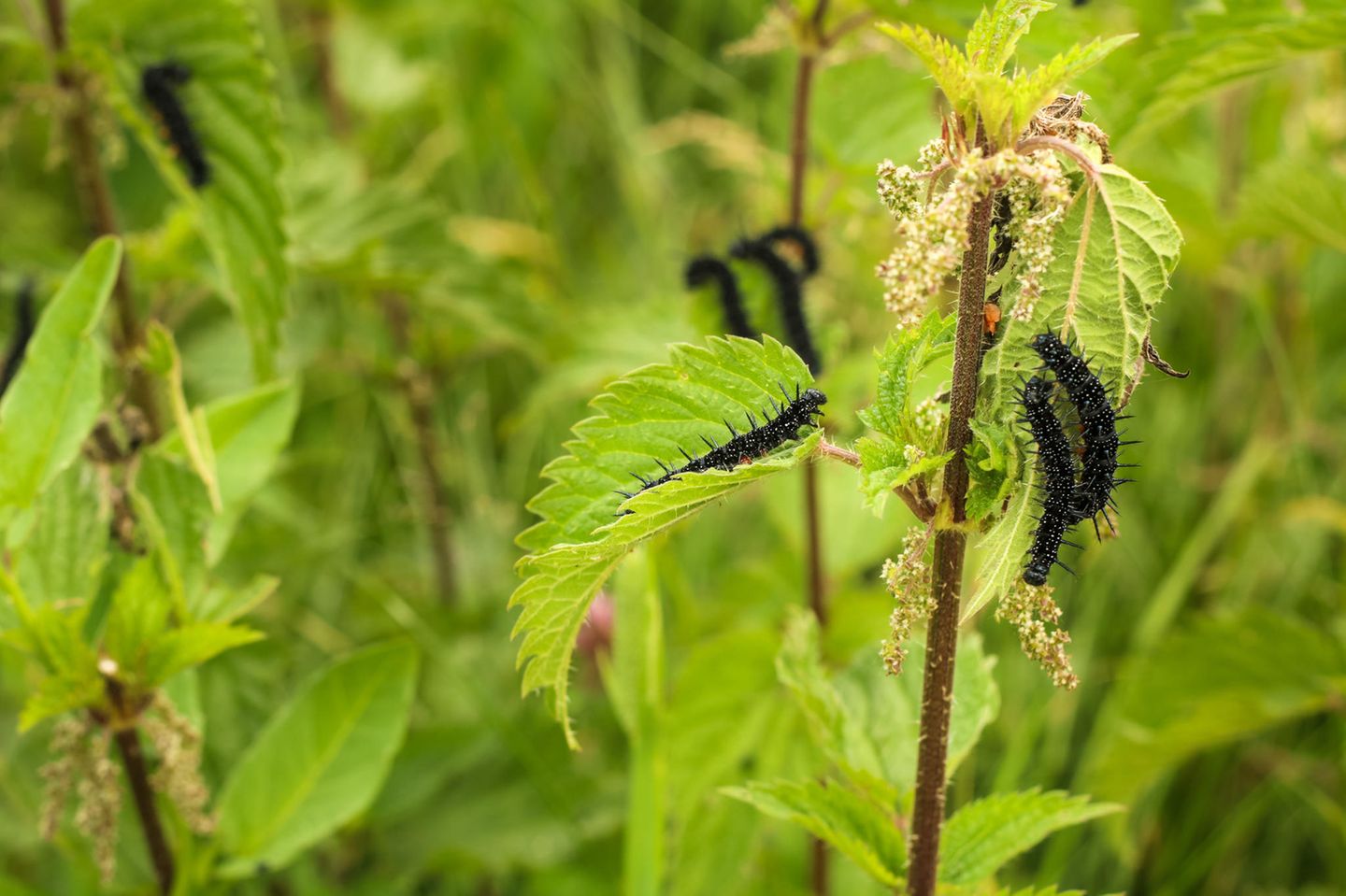 Brennessel Brennessel