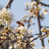 Schwarzdorn / Schlehe