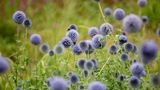 Kugeldistel