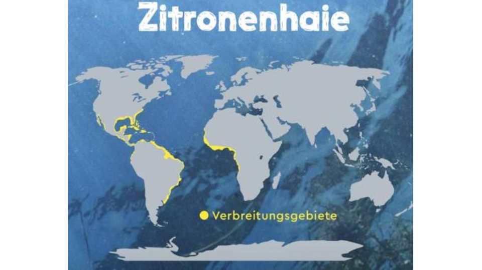 Tierlexikon: Zitronenhai Tierlexikon: Zitronenhai