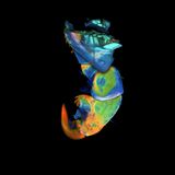 Die Seehundlaus. Der kleine Parasit besitzt sechs Krallen, die wie Karabinerhaken funktionieren. Mit ihnen klinkt sich die Laus, die gerade mal zwei Millimeter misst, in Seehundhaar ein. Zusätzlich verhindern weiche, polsterartige Pads an der Kralleninnenseite, dass der Parasit am Wirtstier abrutscht. Durch diese Mechanik entwickelt die Laus eine Haltekraft, die bis zum 18 000-Fachen der Gewichtskraft ihres Körpers betragen kann. Das ist Rekord unter Insekten, sagen die Forschenden von der Universität Kiel, die das Klammervermögen der Seehundlaus gemessen haben. Auf diese Weise kann der Blutsauger jeden Tauchgang und Wellenritt der Robbe mitmachen. Das muss er auch: Lässt der Parasit los und stürzt ins Wasser, ertrinkt er.  KW 20