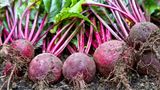 Rote Bete im April aussäen