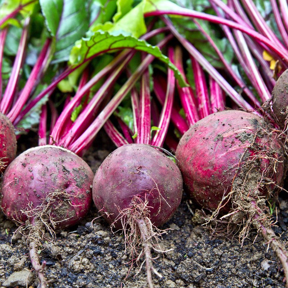 Rote Bete im April aussäen