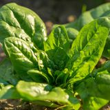 Spinat ist das ganze Jahr ein guter Lückenfüller