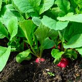 Radieschen gelingen fast immer