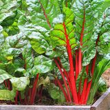 Mangold: bunt und vielseitig