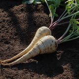 Pastinaken: Wintergemüse im April säen