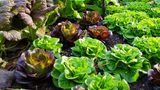Salat-Mix zieht im April ins Beet