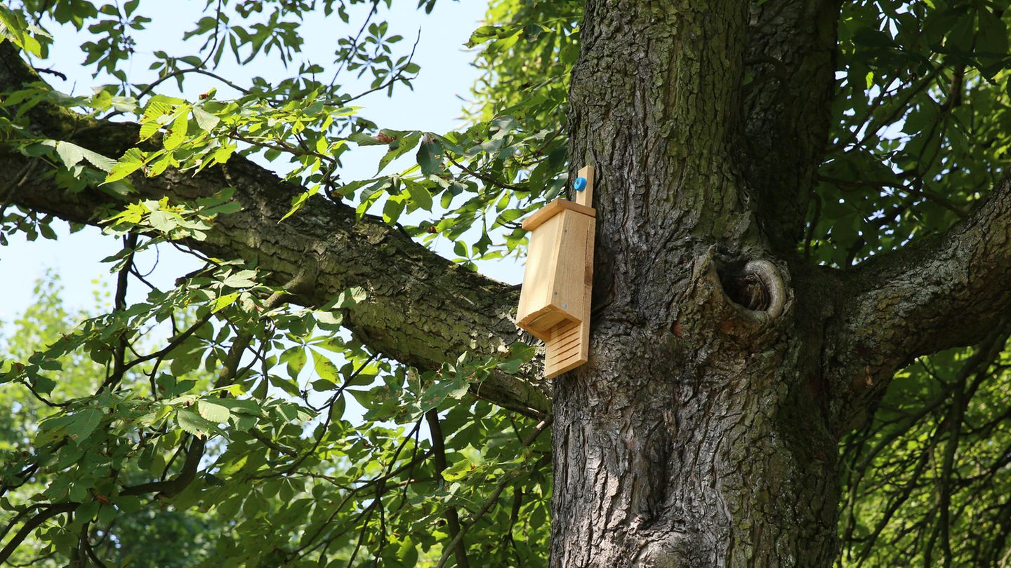 Fledermauskasten im Garten Fledermauskasten im Garten
