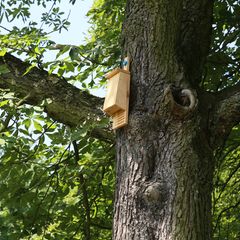 Fledermauskasten im Garten
