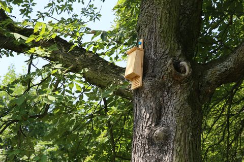 Fledermauskasten im Garten