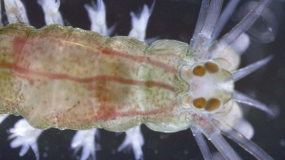So sieht Platynereis dumerilii im Larvenstadium aus. Der Borstenwurm kann sogar Körperteile regenerieren