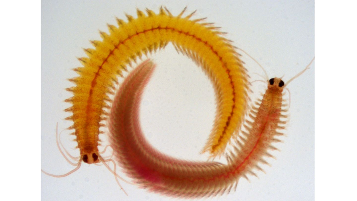 Der Borstenwurm (Platynereis dumerilii) – oben ein Weibchen, unten ein Männchen – ist ein Lieblingstier der Wissenschaft, weil sich an ihm die Evolution gut studieren lässt. Er ist außerdem je nach Exemplar Faulenzer oder Sportskanone