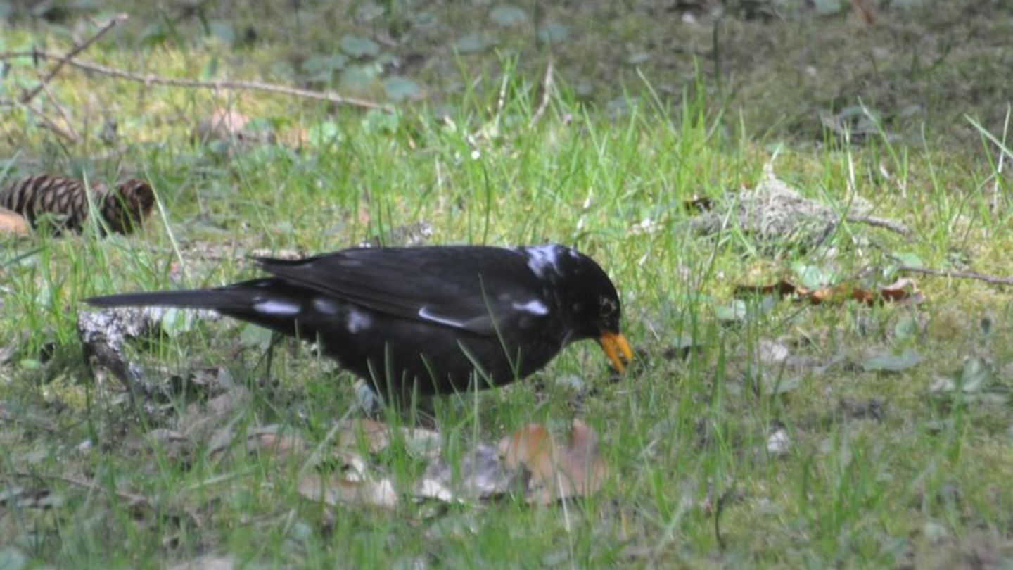 "Amsel-Weißling", eine Amsel mit weißen Flecken