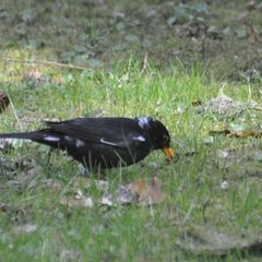 "Amsel-Weißling", eine Amsel mit weißen Flecken