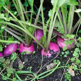 Steckrüben im April säen für die Herbsternte