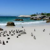 Was diesen Strand auszeichnet, erkennt man auf den ersten Blick: Brillenpinguine fühlen sich an dem feinen Sandstrand pudelwohl. Die Tiere sind die einzigen wildlebenden Pinguine in ganz Afrika. Der Strand befindet sich in Kapstadt. 
