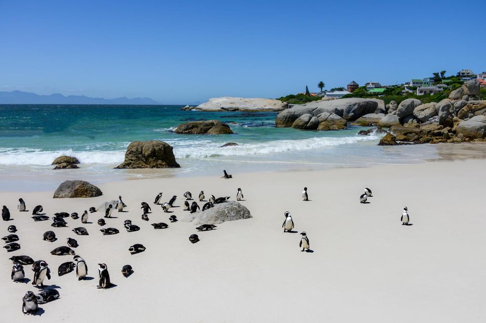 Was diesen Strand auszeichnet, erkennt man auf den ersten Blick: Brillenpinguine fühlen sich an dem feinen Sandstrand pudelwohl. Die Tiere sind die einzigen wildlebenden Pinguine in ganz Afrika. Der Strand befindet sich in Kapstadt. 