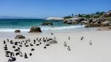 Was diesen Strand auszeichnet, erkennt man auf den ersten Blick: Brillenpinguine fühlen sich an dem feinen Sandstrand pudelwohl. Die Tiere sind die einzigen wildlebenden Pinguine in ganz Afrika. Der Strand befindet sich in Kapstadt. 
