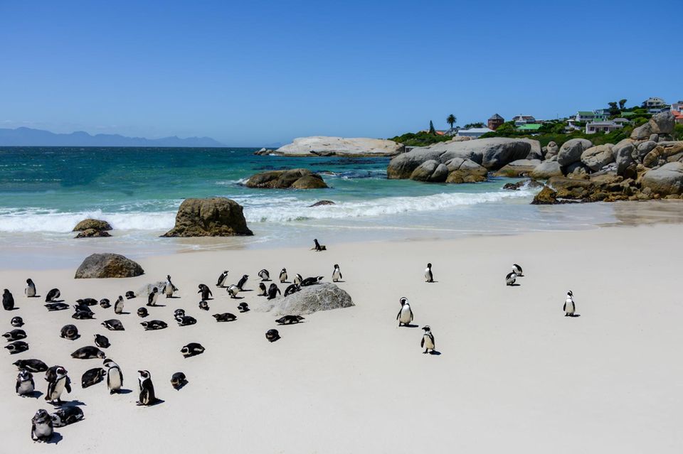 Was diesen Strand auszeichnet, erkennt man auf den ersten Blick: Brillenpinguine fühlen sich an dem feinen Sandstrand pudelwohl. Die Tiere sind die einzigen wildlebenden Pinguine in ganz Afrika. Der Strand befindet sich in Kapstadt.   1.5901