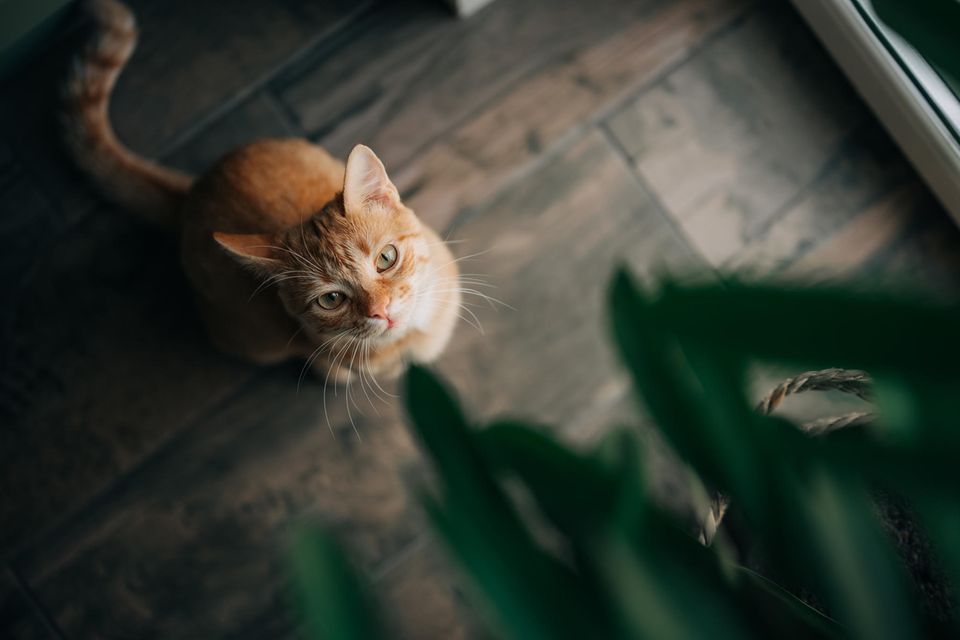 Foto aus der Vogelperspektive zeigt eine rotbraune Katze, die zu den Blättern einer Zimmerpflanze hochblickt.