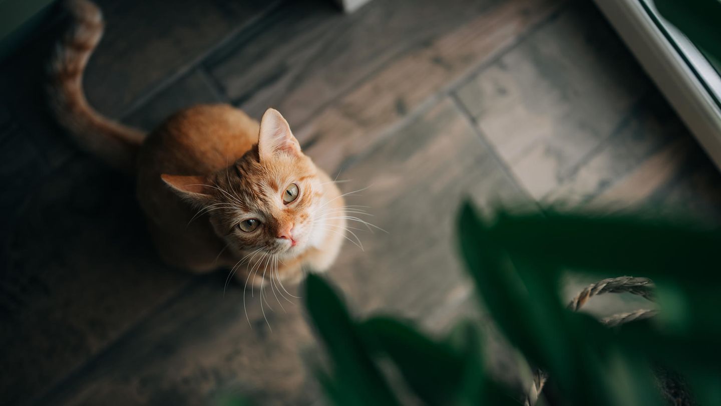 Diese fnf Zimmerpflanzen sind giftig fr Katzen - [GEO]