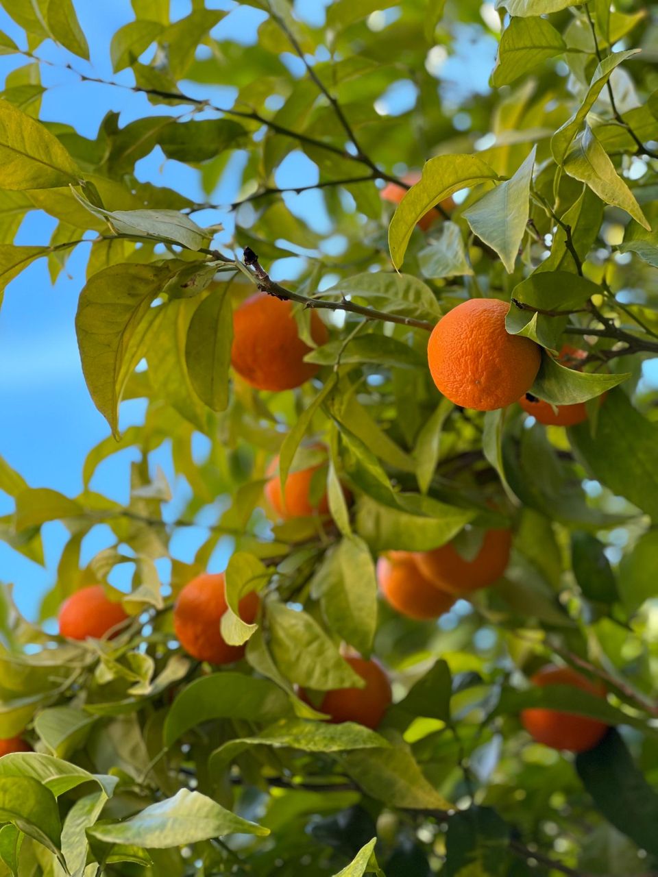 Pralle orangenähnliche Früchte zwischen den Blättern.