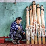 Eine Frau spannt in einer Pelzfarm Polarfuchsfelle zum Trocknen auf Bretter; das wertvolle Fell kommt nach innen, das Leder nach außen   