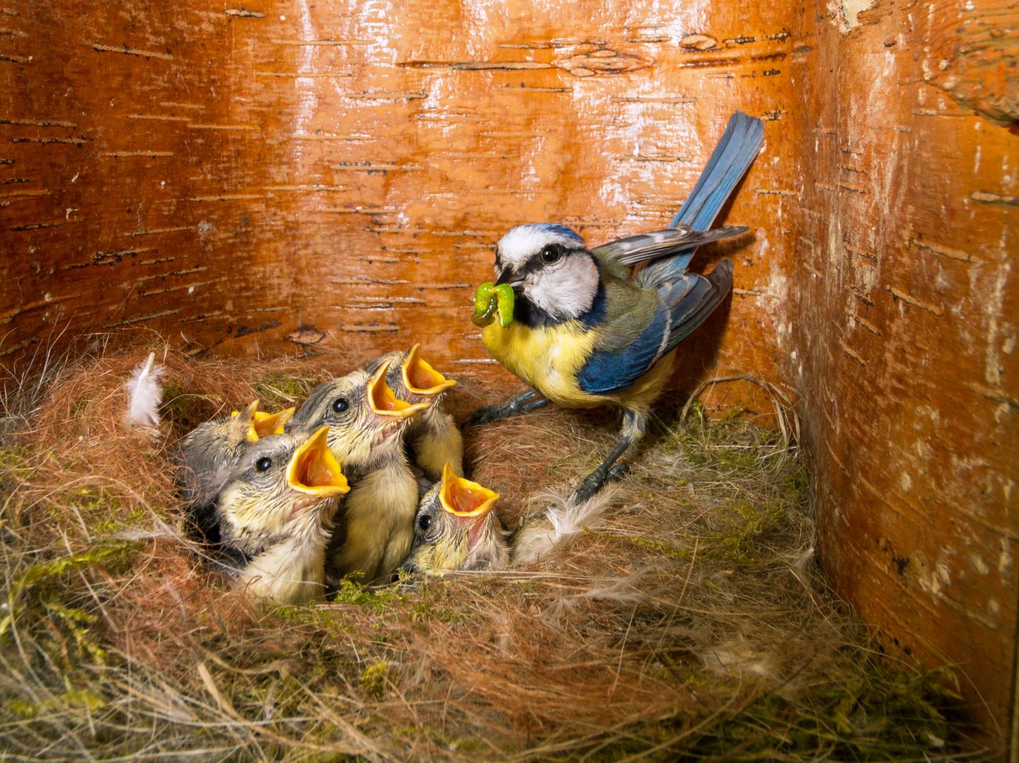 Blaumeise in Nistbox