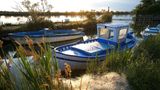 Boote im Schilf