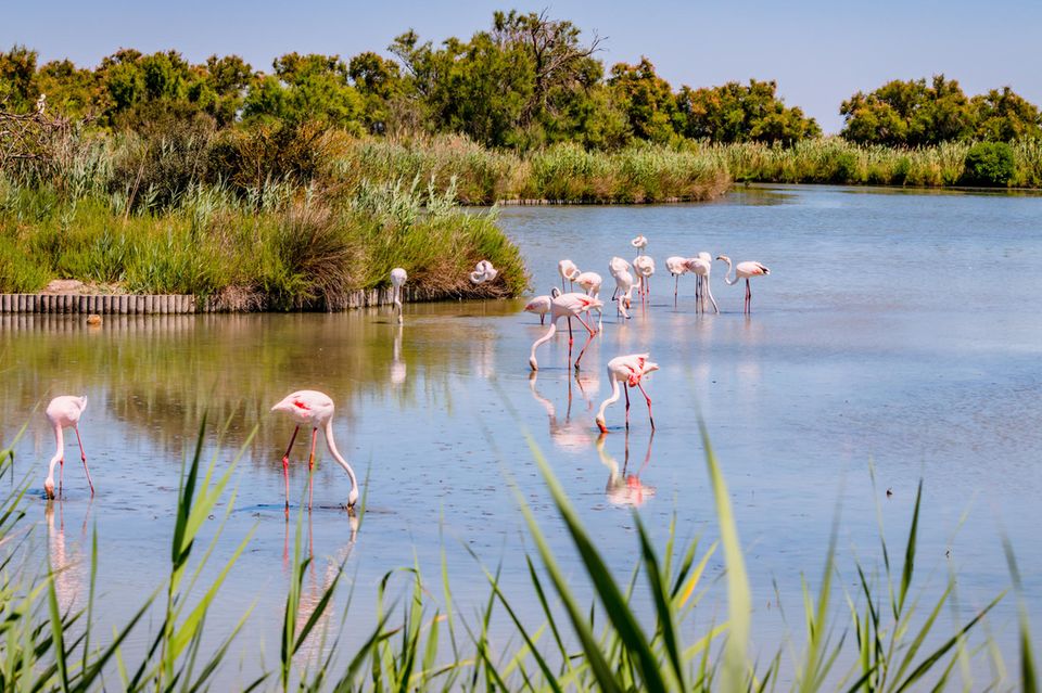 Flamingos staksen durchs Wasser, die Köpfe gesenkt. Dahinter sieht man Dickicht und Bäume.